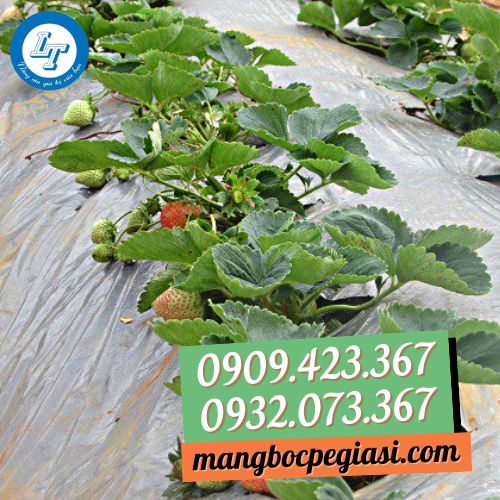 Màng nilon phủ đất trồng dâu tây mang lại năng suất cao Màng nilon phủ đất trồng dâu tây mang lại năng suất cao