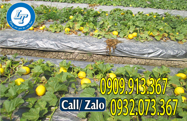 Màng phủ đất trồng dưa Màng phủ đất trồng dưa