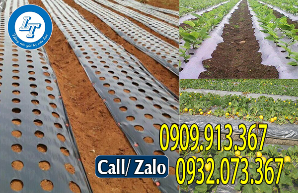 Màng phủ đất trồng rau Màng phủ đất trồng rau