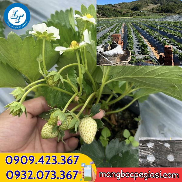 Màng phủ đất trồng cây năng suất cao Kho sỉ màng phủ nông nghiệp đục lỗ