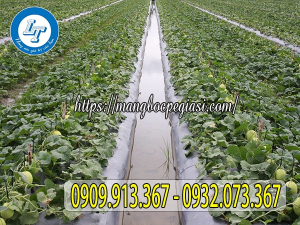 Màng phủ nông nghiệp trồng rau chất lượng Màng phủ nông nghiệp trồng rau chất lượng