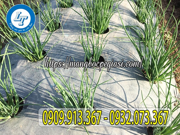 Màng phủ nilon trồng hành Màng phủ nilon trồng hành