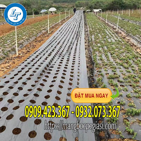 Màng phủ nông nghiệp đục lỗ sắn Màng phủ nông nghiệp đục lỗ sắn