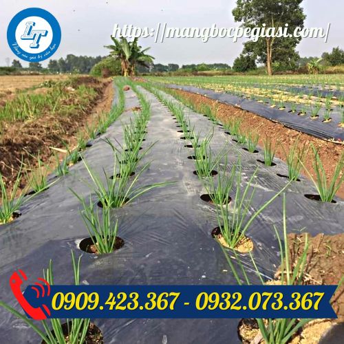 Màng phủ nông nghiệp đục lỗ trồng rau Màng phủ nông nghiệp đục lỗ trồng rau