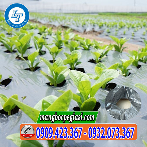 Màng phủ nông nghiệp đục lỗ trồng rau Màng phủ nông nghiệp đục lỗ trồng rau