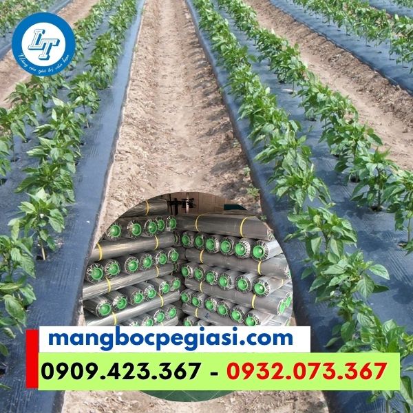 màng phủ nông nghiệp màu đen đục lỗ sẵn màng phủ nông nghiệp màu đen đục lỗ sẵn