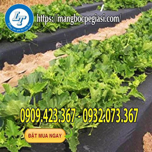 Màng phủ nông nghiệp màu đen giá sỉ Màng phủ nông nghiệp màu đen giá sỉ