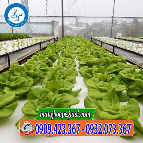 Màng phủ nông nghiệp đục lỗ màu trắng Màng phủ nông nghiệp đục lỗ màu trắng