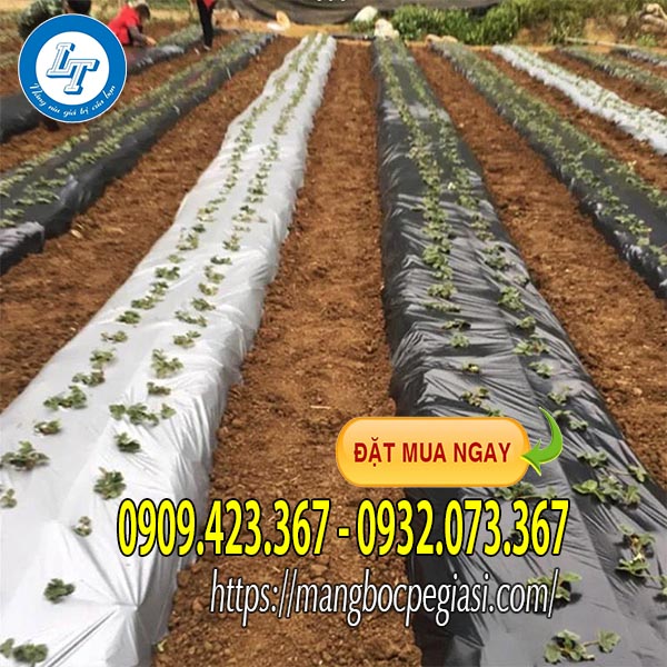 Màng phủ nông nghiệp phủ đất trồng rau Màng phủ nông nghiệp phủ đất trồng rau
