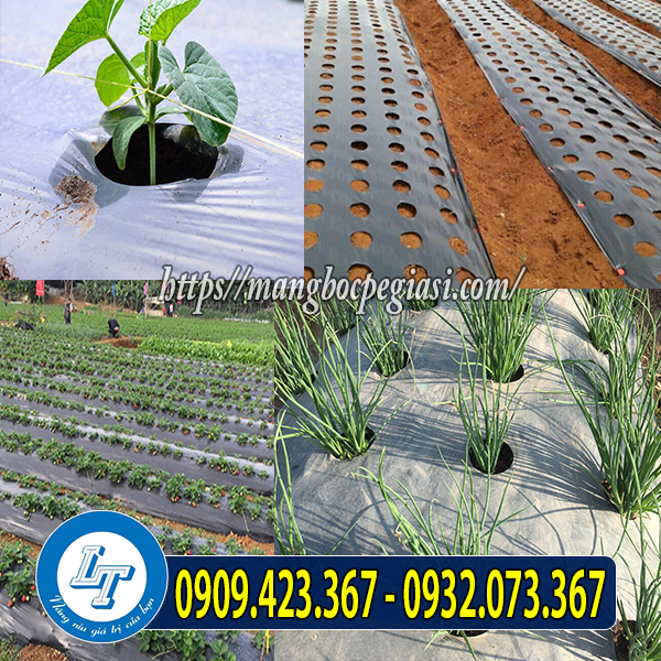 Màng phủ nông nghiệp trồng cây Màng phủ nông nghiệp trồng cây