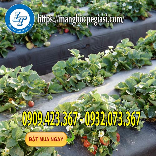 Màng phủ nông nghiệp trồng dâu tây chất lượng Màng phủ nông nghiệp trồng dâu tây chất lượng