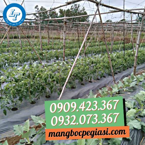 Mô hình trồng rau củ quả áp dụng phương pháp phủ màng nilon Mô hình trồng rau củ quả áp dụng phương pháp phủ màng nilon