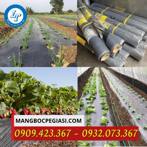 Vai trò màng phủ nông nghiệp  Màng phủ nông nghiệp phủ đất trồng rau