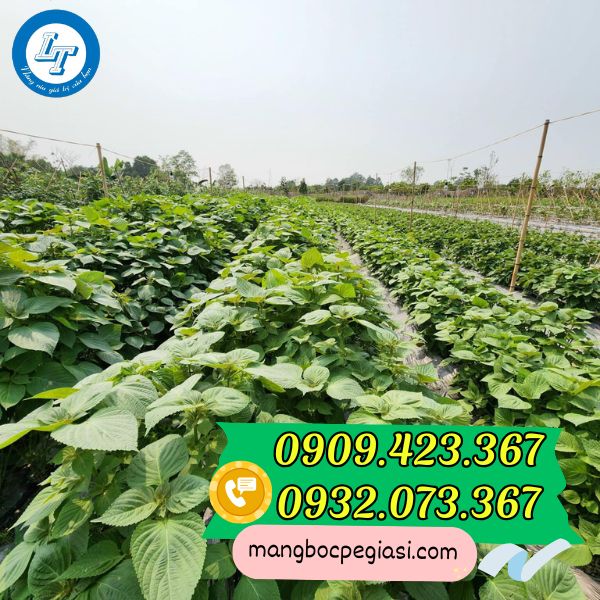 Màng phủ nông nghiệp đục lỗ trồng cây tiện lợi Màng phủ nông nghiệp đục lỗ