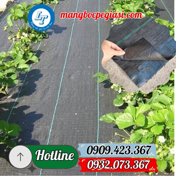 mua bạt phủ chống cỏ kèm đinh ghim mua bạt phủ chống cỏ kèm đinh ghim
