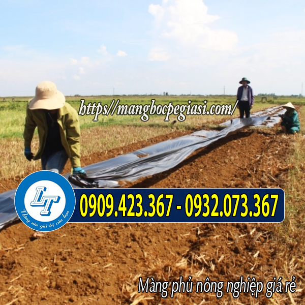 Phủ màng nilon lên luống đất chuẩn bị gieo hạt Phủ màng nilon lên luống đất chuẩn bị gieo hạt