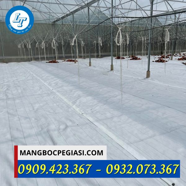 Bạt phủ chống cỏ màu trắng Bạt phủ chống cỏ màu trắng