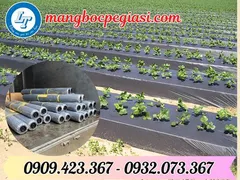 Màng phủ nông nghiệp màu đen giá sỉ tốt nhất Miền Nam