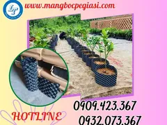 Buôn sỉ bầu ươm cây giống thông minh giá rẻ