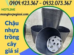 Mua chậu nhựa trồng cây hoa tết giá rẻ ở đâu?