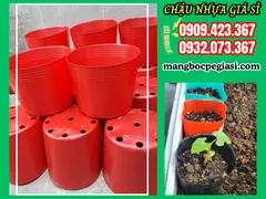 MUA SỈ CHẬU NHỰA TRỒNG CÂY C10, C11 SIÊU BỀN GIÁ RẺ