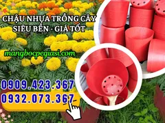 KHO SỈ GIÁ TỐT CHẬU NHỰA DẺO C12 – TRỒNG VẠN THỌ ĐÓN XUÂN