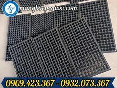 MUA KHAY ƯƠM 200 HẠT GIỐNG GIÁ RẺ Ở ĐÂU?