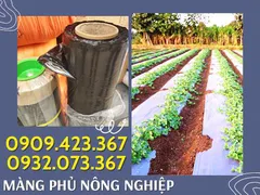 Màng phủ nông nghiệp mặt đen, mặt bạc giá sỉ tận xưởng
