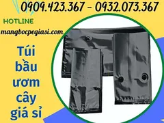 Mua túi bầu ươm cây giá sỉ ở đâu rẻ nhất?