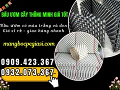 ĐỊA CHỈ MUA SỈ TẤM BẦU ƯƠM CÂY THÔNG MINH