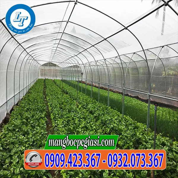 MÀNG NILON NHÀ KÍNH TRỒNG RAU