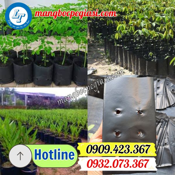 túi bầu ươm cây giống giá sỉ rẻ túi bầu ươm cây giống giá sỉ rẻ