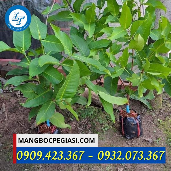 Túi bầu ươm cây giống Túi bầu ươm cây giống