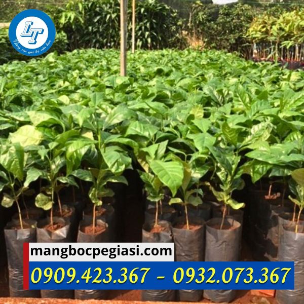 túi bầu ươm cây màu đen túi bầu ươm cây màu đen