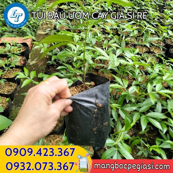 Túi bầu ươm cây giống phát triển khoẻ mạnh Túi bầu ươm cây giống
