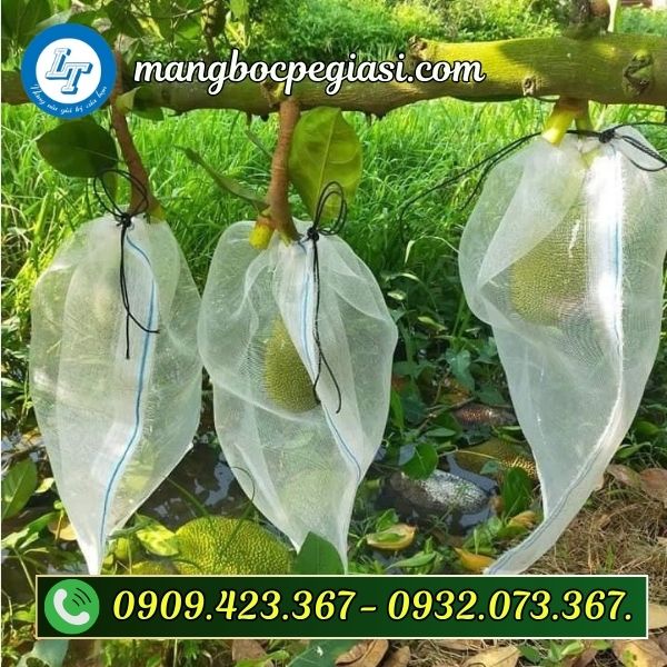 Túi lưới trùm mít lúc còn non Túi lưới trùm mít