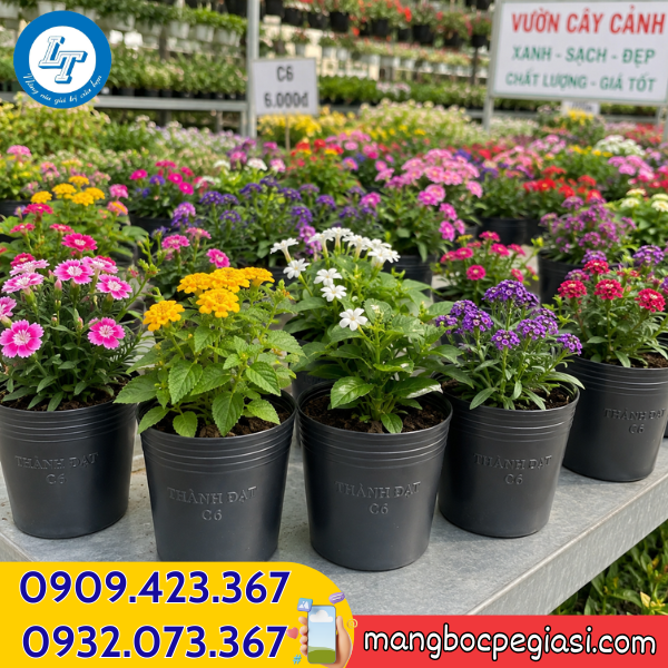 Ứng dụng chậu nhựa dẻo trồng cây Chậu nhựa dẻo giá sỉ