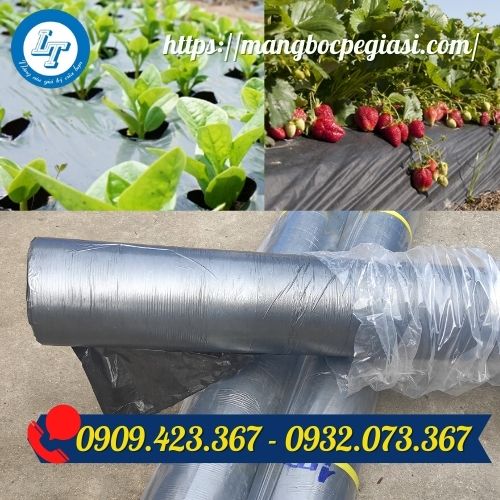 Ứng dụng màng phủ nông nghiệp Ứng dụng màng phủ nông nghiệp
