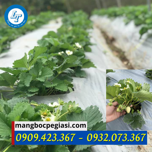Ứng dụng màng phủ nông nghiệp Màng phủ nông nghiệp