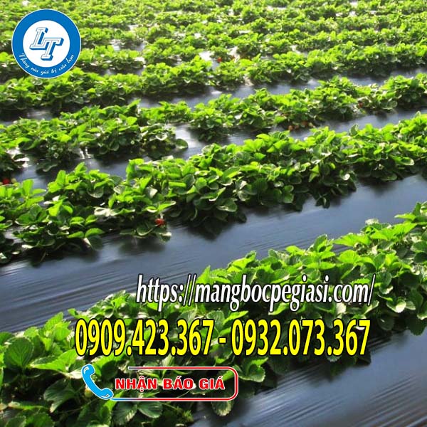 Vườn dâu tây phủ màng nilon xanh tốt Vườn dâu tây phủ màng nilon xanh tốt