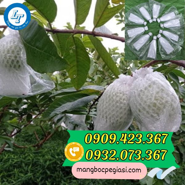 Xốp bọc ổi lồng sẵn