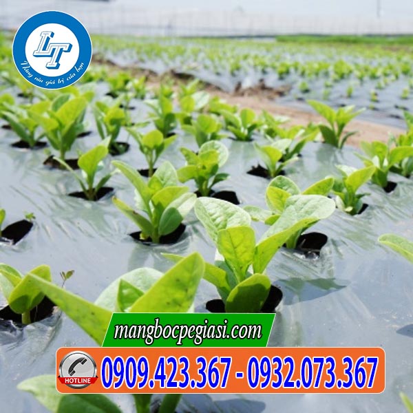 Vườn rau sạch phủ màng nilon đạt chất lượng cao Vườn rau sạch phủ màng nilon đạt chất lượng cao