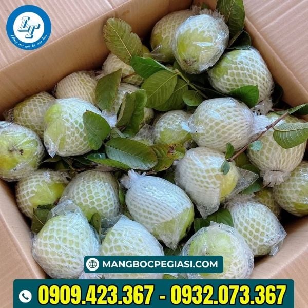 Xốp bọc ổi mang lại năng suất chất lượng đồng đều cho quả Xốp bọc ổi mang lại năng suất chất lượng đồng đều cho quả