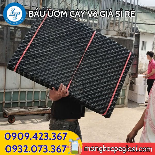 Giao bầu ươm cây V6 cho khách Giao bầu ươm cây V6 cho khách