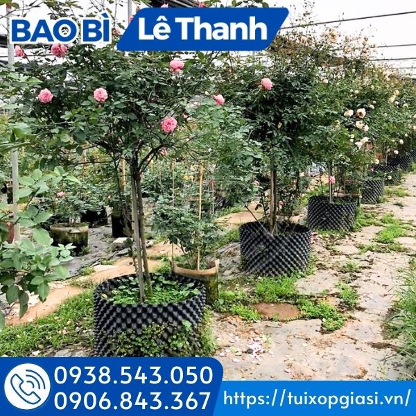 Tấm nhựa bó bầu cây