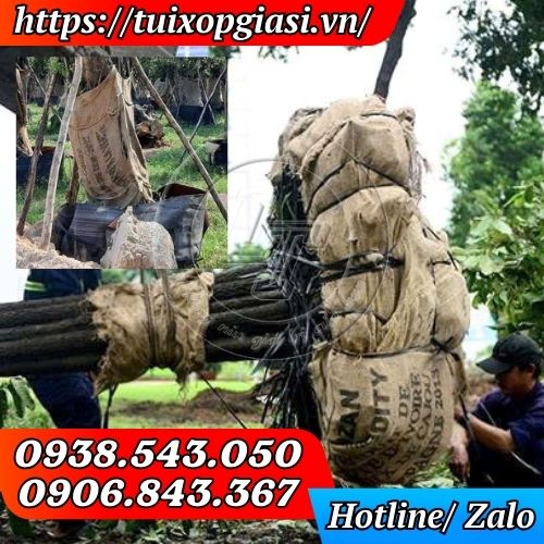 Bao bố cũ quấn, lót cây cảnh