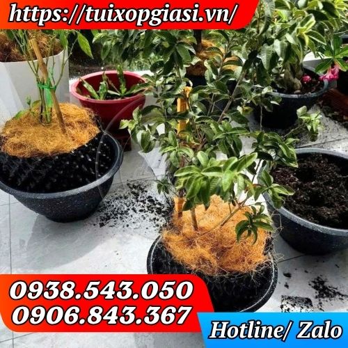 Bầu ươm cây thông mình dùng để ươm, trồng cây con