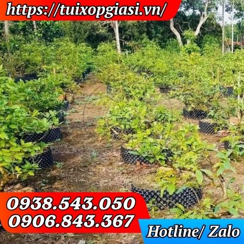 Bầu ươm cây thông mình dùng để nuôi cây trước khi đưa ra vị trí trồng chính thức