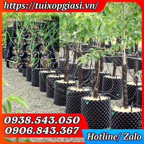 Bầu ươm cây thông minh trồng cây cảnh bonsai