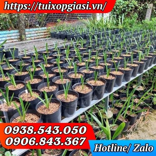 Chậu nhựa đen C6 trồng hoa mini